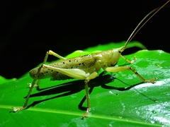 Barbaragraecia richardsoni