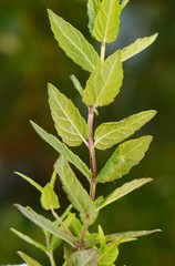 Scutellaria yezoensis