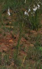 Dierama argyreum