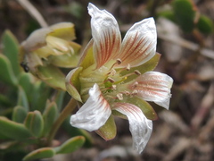 Roepera sessilifolia