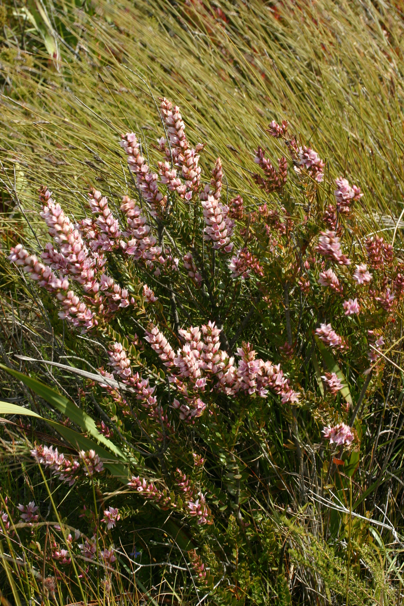 Geissolomataceae