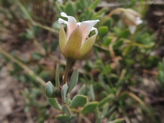 Roepera sessilifolia