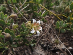 Roepera sessilifolia