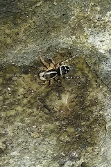 Stenaelurillus jagannathae