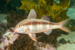 Blue-Lined Goatfish photo 5