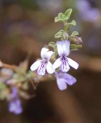 Dyschoriste rogersii