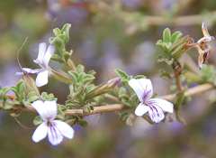 Dyschoriste rogersii