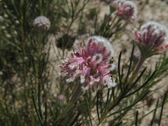 Serruria linearis