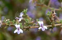 Dyschoriste rogersii