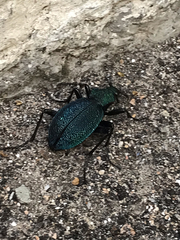Carabus scabrosus