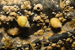 Nucella lapillus