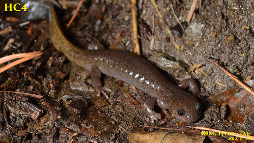Hynobius perplicatus