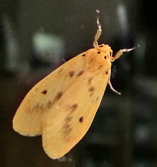 Miltochrista undulata