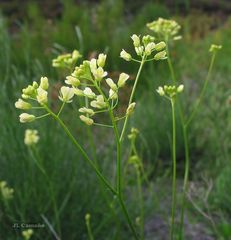 Biscutella valentina