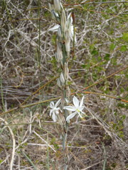 Chlorophytum triflorum