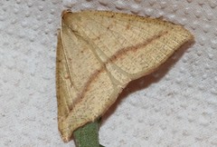 Palaeaspilates inoffensa