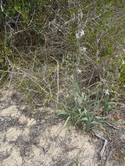 Chlorophytum triflorum