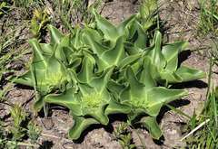 Eucomis autumnalis clavata