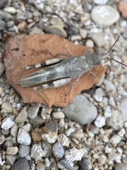 Oedipoda germanica meridionalis