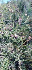 Wiborgia tenuifolia