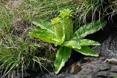 Eucomis autumnalis clavata