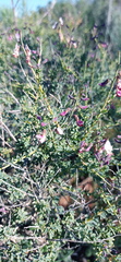 Wiborgia tenuifolia