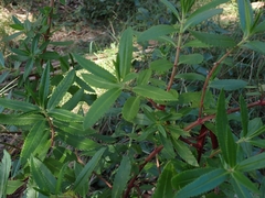 Haloragis exalata exalata