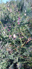 Wiborgia tenuifolia