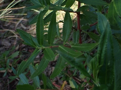 Haloragis exalata exalata