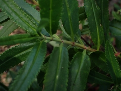 Haloragis exalata exalata