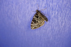 Eustroma reticulata