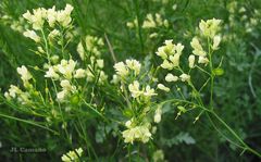 Biscutella valentina