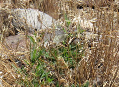 Pontia occidentalis