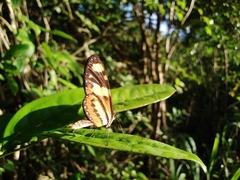 Mechanitis lysimnia nesaea