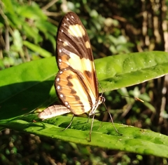 Mechanitis lysimnia nesaea
