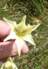 Gladiolus tristis