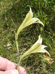Gladiolus tristis