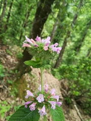Clinopodium vulgare arundanum
