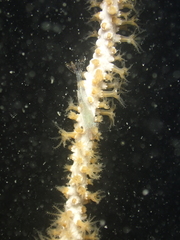 Eunicella singularis