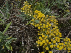 Helichrysum revolutum