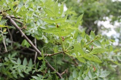 Bursera penicillata