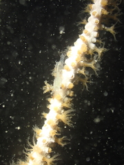 Eunicella singularis