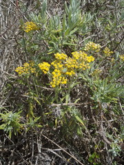 Helichrysum revolutum