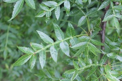 Bursera penicillata