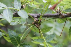 Bursera penicillata