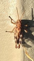Melanoplus punctulatus