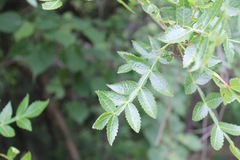 Bursera penicillata