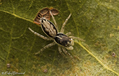 Pseudicius africanus