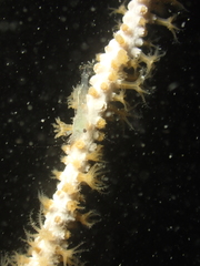 Eunicella singularis