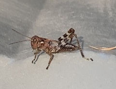 Melanoplus punctulatus